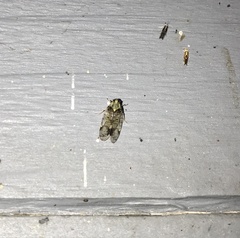 Melanoliarus placitus