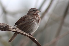 Melospiza melodia morphna