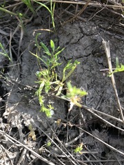 Plagiobothrys scouleri