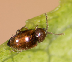 Atomaria