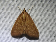 Framinghamia helvalis
