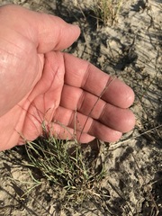 Schedonnardus paniculatus