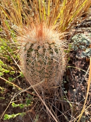 Echinocereus reichenbachii baileyi