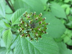 Smilax lasioneura