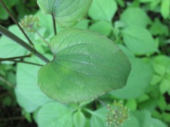 Smilax lasioneura