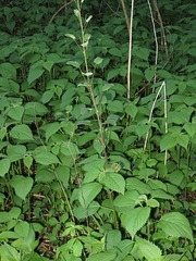 Smilax lasioneura