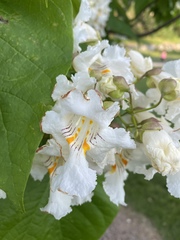 Catalpa speciosa