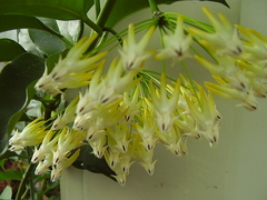 Hoya multiflora