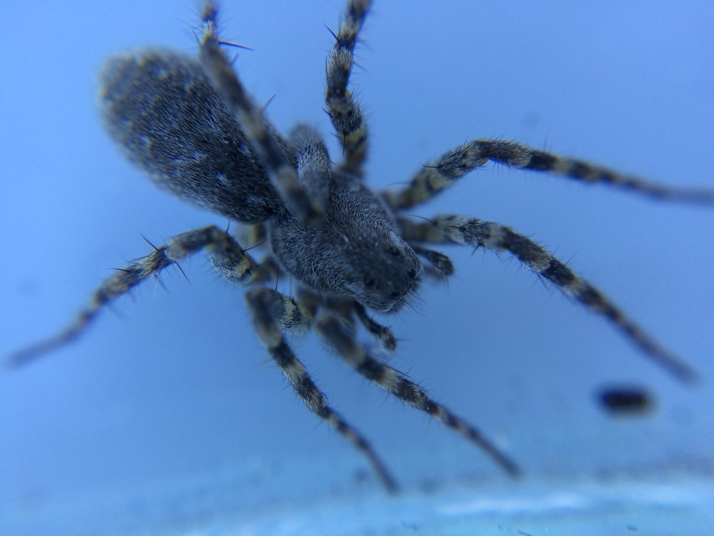 Anoteropsis from Eyrewell Forest, New Zealand on May 15, 2017 at 1031
