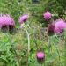 Japanese Thistle - Photo (c) belvedere04, some rights reserved (CC BY), uploaded by belvedere04