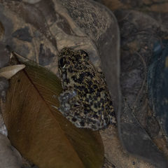 Hoplobatrachus chinensis