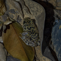 Hoplobatrachus chinensis