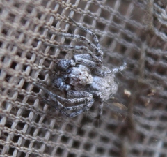 Oxyopes scalaris