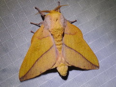Syssphinx bisecta