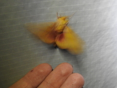Syssphinx bisecta