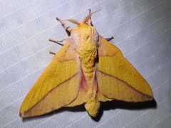Syssphinx bisecta