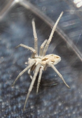 Rhysodromus histrio