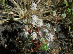 Polygonum polygaloides