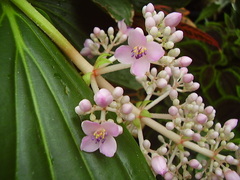 Medinilla cummingii