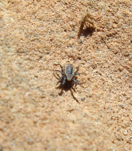 Caeculidae