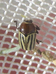 Cryptocephalus confluentus