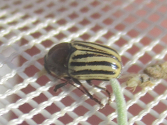 Cryptocephalus confluentus