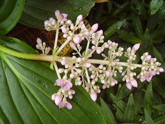 Medinilla cummingii