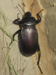 Eleodes acuta
