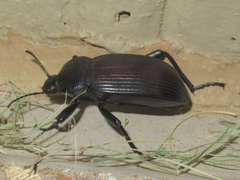 Eleodes acuta