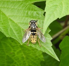 Temnostoma alternans