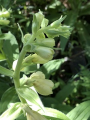 Digitalis grandiflora