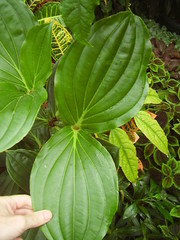 Medinilla cummingii
