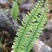 Ebony Spleenwort - Photo (c) Kimberlie Sasan, some rights reserved (CC BY-ND), uploaded by Kimberlie Sasan