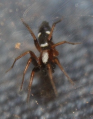 Sergiolus