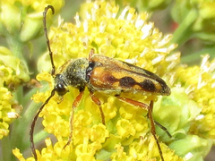 Typocerus octonotatus