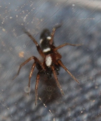 Sergiolus