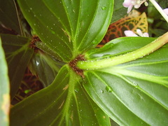 Medinilla cummingii