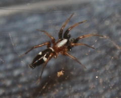 Sergiolus