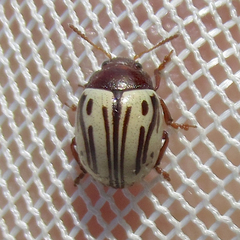 Zygogramma disrupta