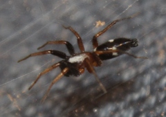 Sergiolus