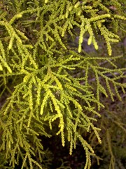 Lepidothamnus intermedius