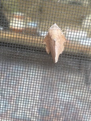 Phyllodesma americana