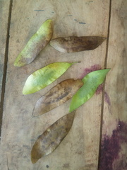 Platymiscium dimorphandrum