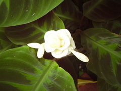 Goeppertia warszewiczii