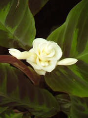 Goeppertia warszewiczii