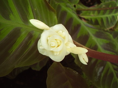 Goeppertia warszewiczii