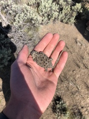Phrynosoma douglasii