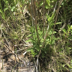 Pedicularis lanceolata