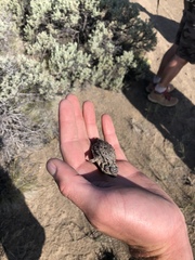 Phrynosoma douglasii