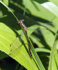 Lestes dryas